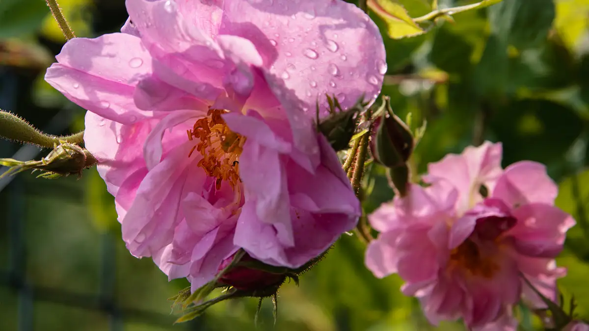 Katedrály z dechu a vůně růží: trnité Bulharsko jako lék na sebestřednost západu